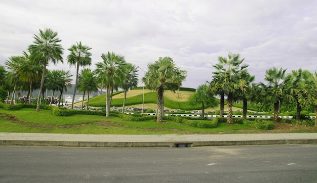 giardino di palme