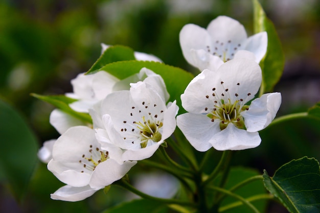 Giardino di pera con fiori bianchi