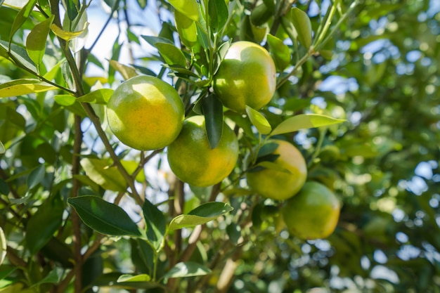 Giardino di piantagione arancione, arancia matura che appende su un albero