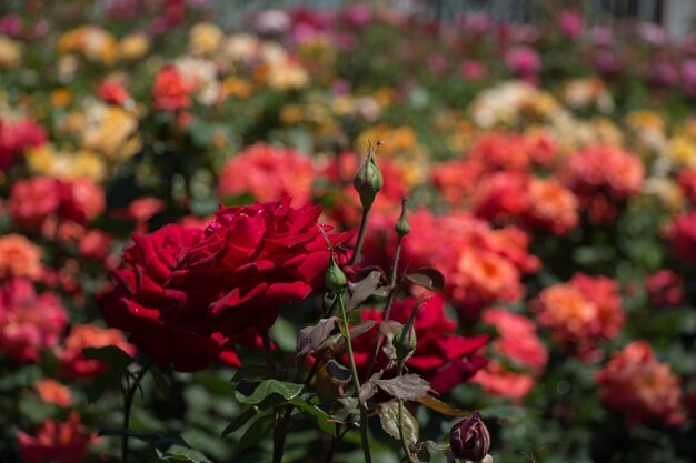Giardino di rose pieno di belle rose fresche