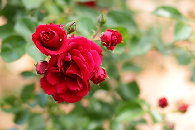 Giardino di rose rosse ibrido floribunda primo piano Fantasy natura paesaggio da sogno Molti boccioli di rose rosse crescono nel giardino