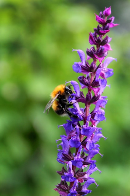 Giardino di salvia Bumblebee