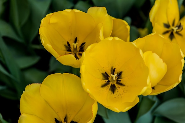 Giardino di tulipani colorati in primavera