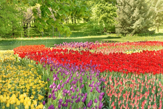 Giardino di tulipani colorati nel verde del parco