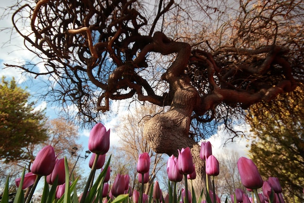 Giardino di tulipani