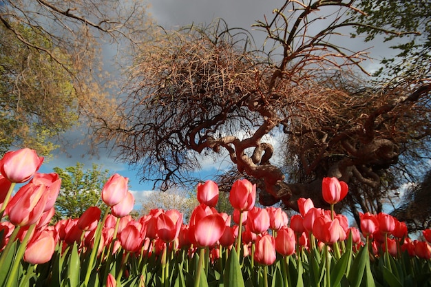 Giardino di tulipani