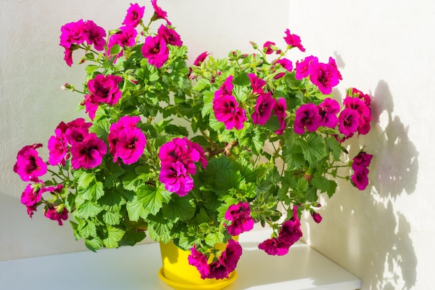 Giardino domestico floreale con fiori di geranio rosa in vaso