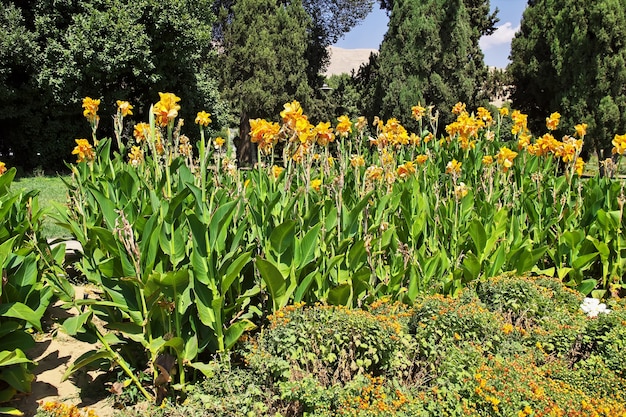 Giardino Eram nella città di Shiraz, Iran