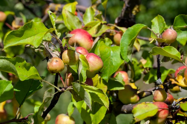 Giardino estivo con alberi da frutto e raccolta di mele