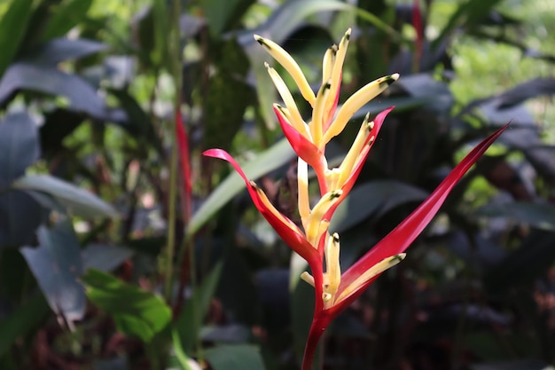 giardino fiore heliconia foresta bellissima