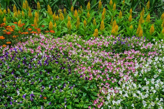 Giardino fiorito abbastanza curato con colorato