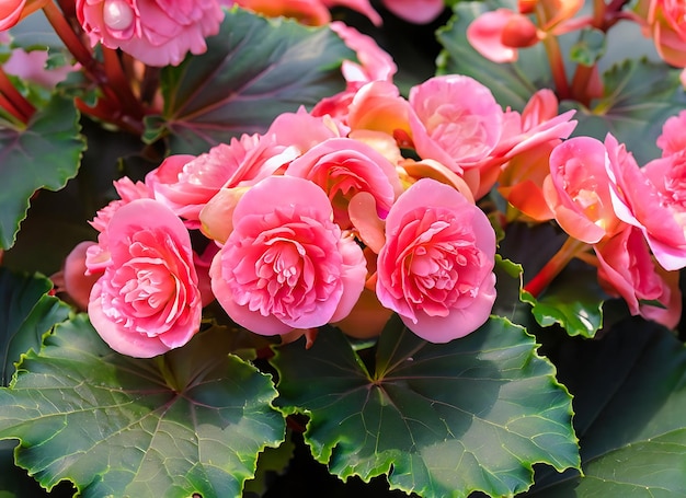 Giardino fiorito di begonia