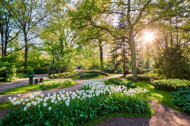 Giardino fiorito di Keukenhof. Lisse, Paesi Bassi.