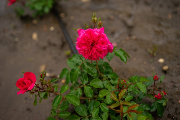 Giardino fiorito di rose. bouquet di fiori freschi all'aperto.