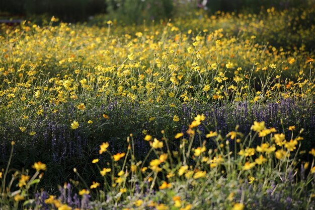 Giardino fiorito giallo nel parco