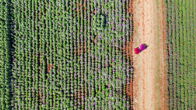 Giardino fiorito, vista aerea dall'alto con bellissimi ombrelloni colorati