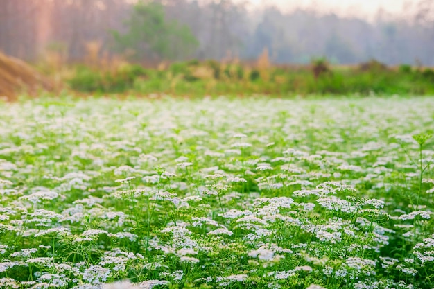 Giardino floreale bianco con il fondo del fiore bianco