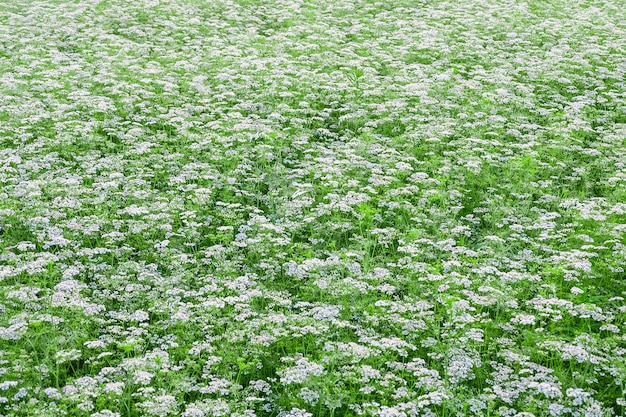 Giardino floreale bianco con il fondo del fiore bianco