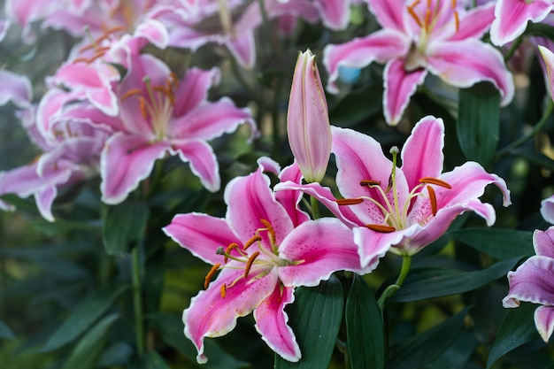 Giardino floreale rosa del giglio del primo piano