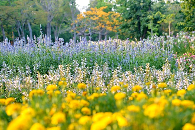 Giardino floreale