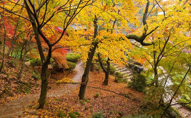 Giardino giapponese con albero di acero