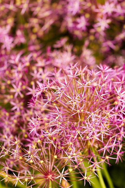 Giardino in piena fioritura in una soleggiata giornata estiva.