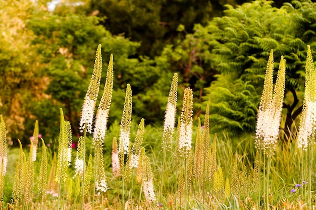 Giardino in piena fioritura in una soleggiata giornata estiva.