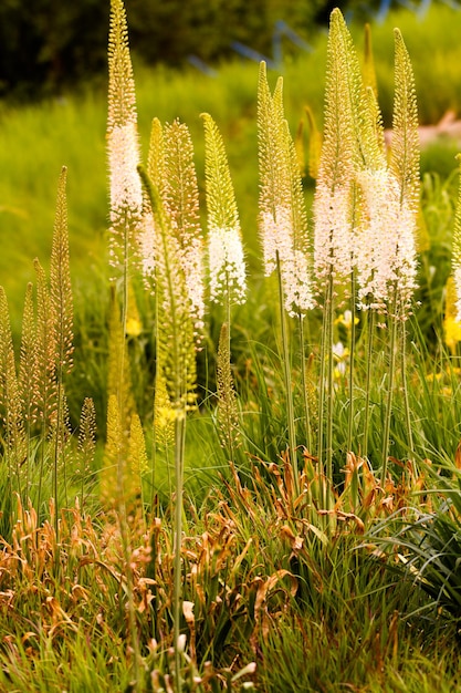 Giardino in piena fioritura in una soleggiata giornata estiva.