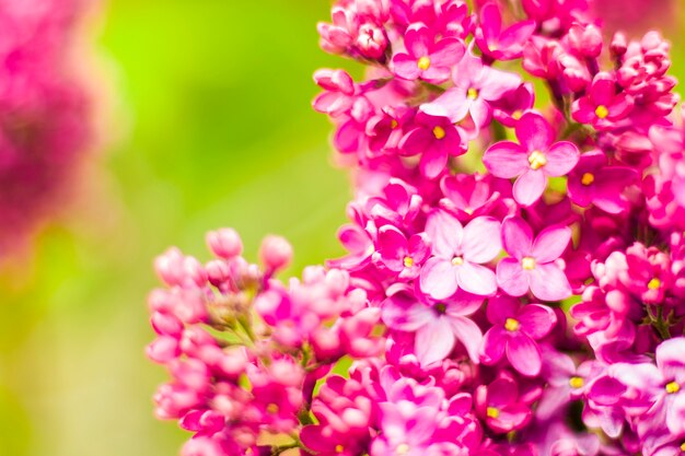 Giardino lilla, fiori e fiori lilla colorati, fiore di primavera, giardino botanico di Tbilisi