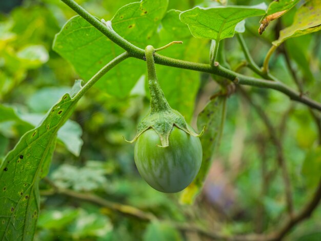 Giardino organico della natura delle verdure della melanzana tailandese con alimento sano in giardino