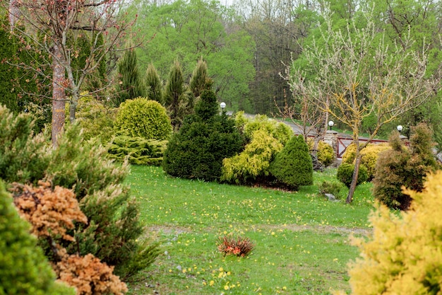 Giardino, paesaggio di cespugli e arbusti di forma geometrica decorano con fiori colorati che sbocciano in verde