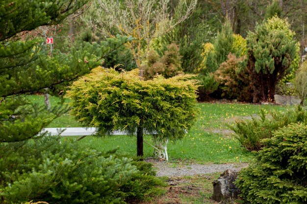 Giardino, paesaggio di cespugli e arbusti di forma geometrica decorano con fiori colorati che sbocciano in verde