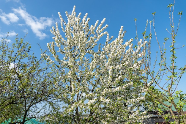 Giardino pieno di alberi da frutto con fiori bianchi in primavera