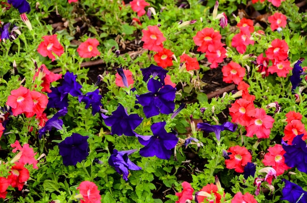 Giardino pieno di fiori viola e rosa