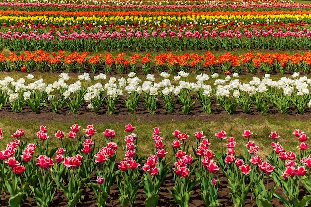 Giardino primaverile di tulipani colorati su un'aiuola in città Tulipani colorati in un'aiuola