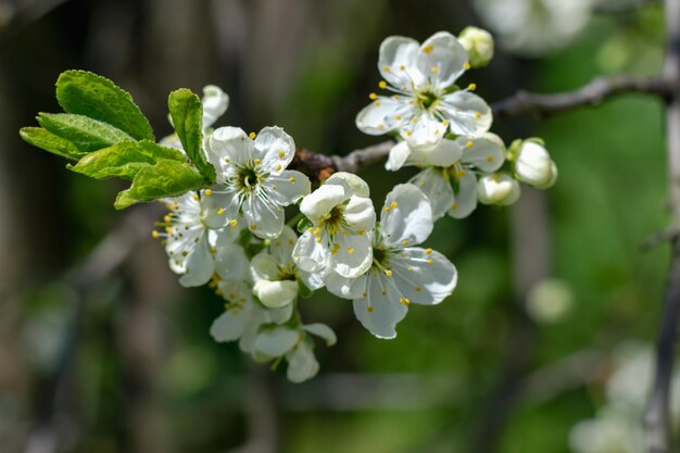 Giardino primaverile in fiore. Alberi da frutto in fiore. Sfondo naturale. Foto orizzontale.