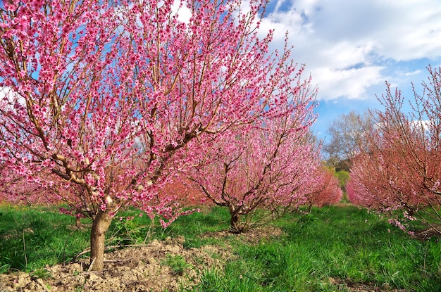 Giardino primaverile in fiore del frutteto