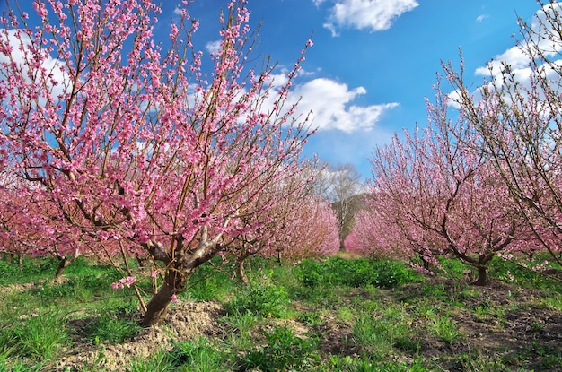 Giardino primaverile in fiore del frutteto