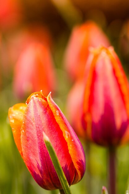 Giardino primaverile in piena fioritura.