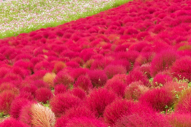 Giardino rosso di Bassia scoparia