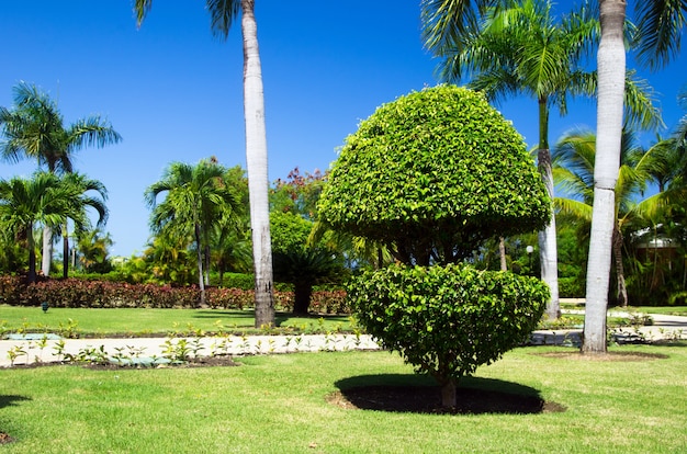 Giardino sentiero in pietra con erba