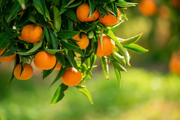 Giardino soleggiato di mandarini con foglie verdi e frutti maturi Frutteto di mandarini con agrumi in maturazione Sfondo naturale di cibo all'aperto