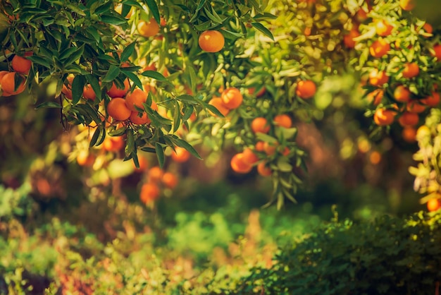 Giardino soleggiato di mandarini con foglie verdi e frutti maturi Frutteto di mandarini con agrumi in maturazione Sfondo naturale di cibo all'aperto