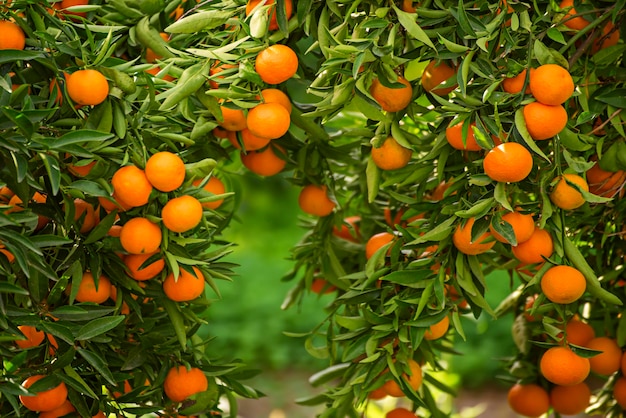 Giardino soleggiato di mandarino con foglie verdi e frutti maturi. Frutteto di mandarini con agrumi in maturazione. Sfondo di cibo naturale all'aperto