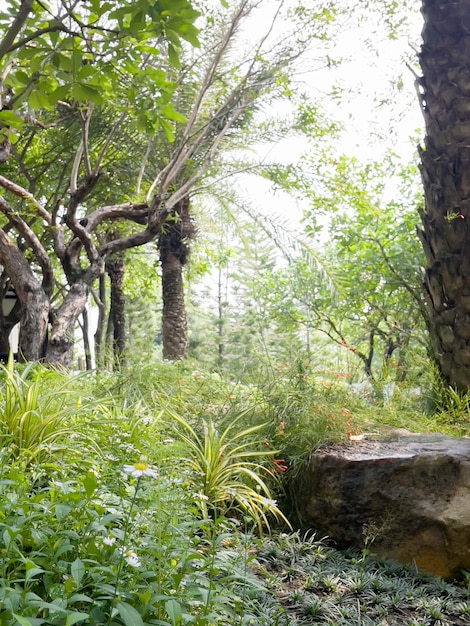 Giardino tropicale con piante e fiori sorprendenti