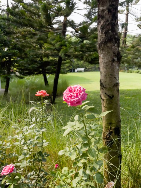 Giardino tropicale con piante e fiori sorprendenti