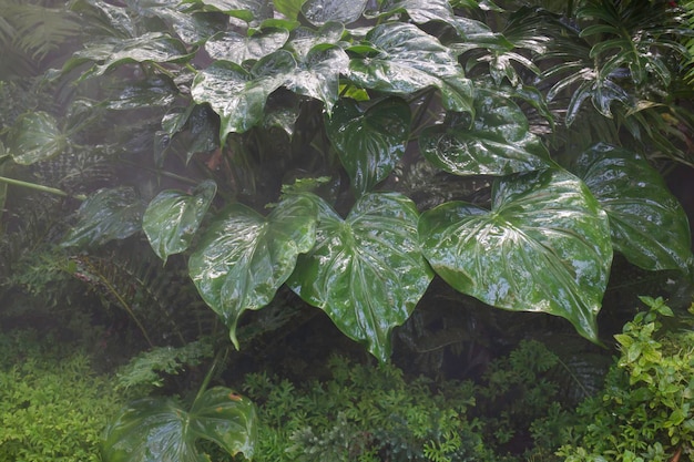 Giardino tropicale delle piante verdi che circonda