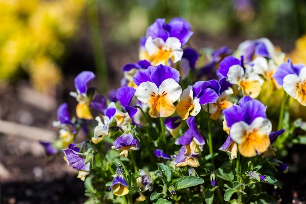 Giardino urbano all'inizio della primavera.