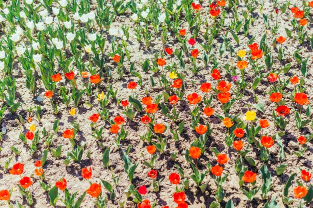 Giardino variopinto del tulipano in primavera