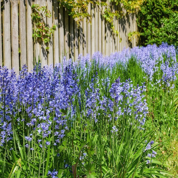 Giardino verde con fiori che crescono vicino alla staccionata di legno in una soleggiata giornata primaverile Viola brillante Bluebells piante che fioriscono all'aperto in un cortile in un pomeriggio estivo Bush con fogliame vibrante in fiore